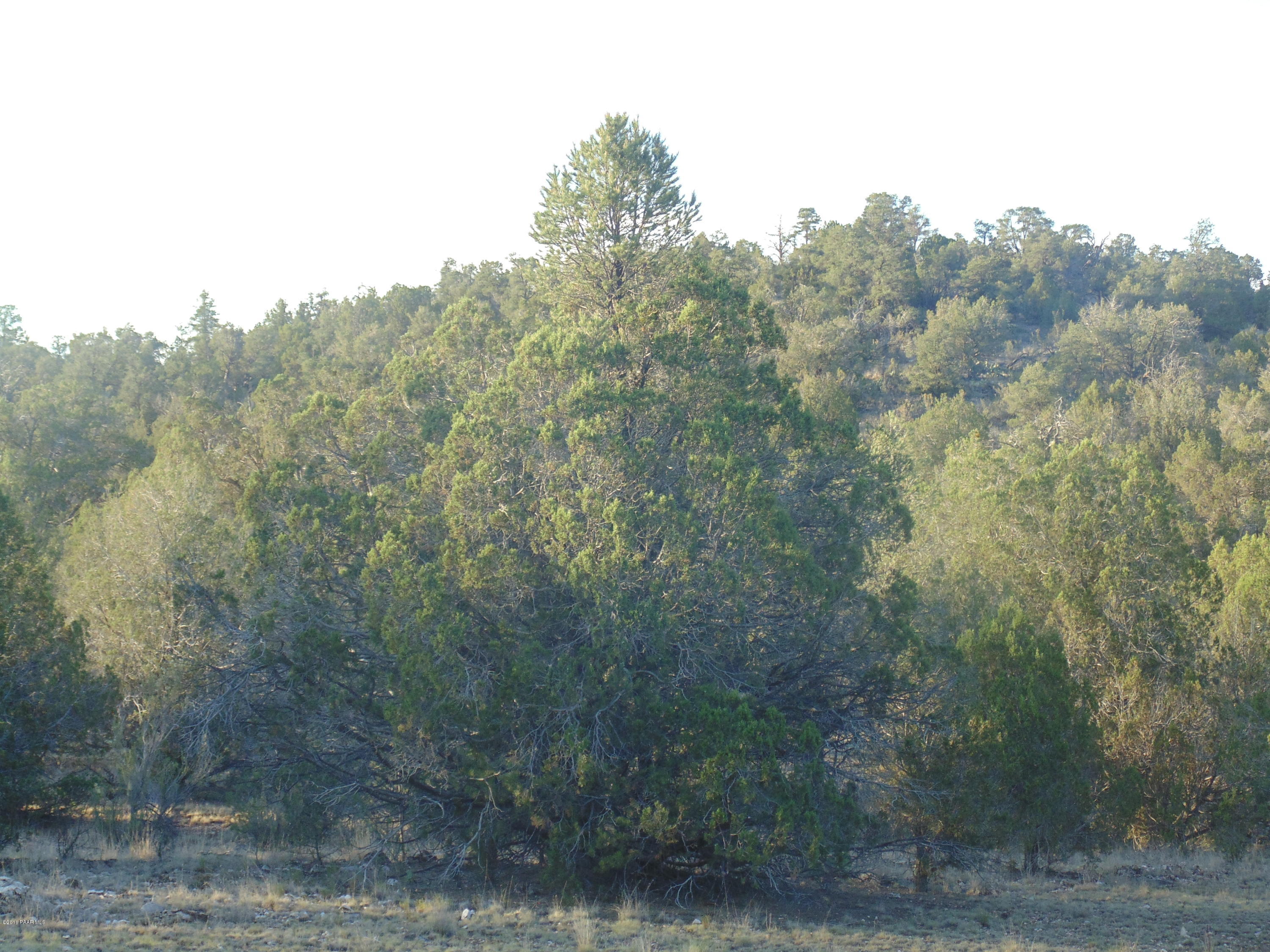 329 Rancheria Seligman, AZ 86337 - Photo 8 of 11 DSC01301