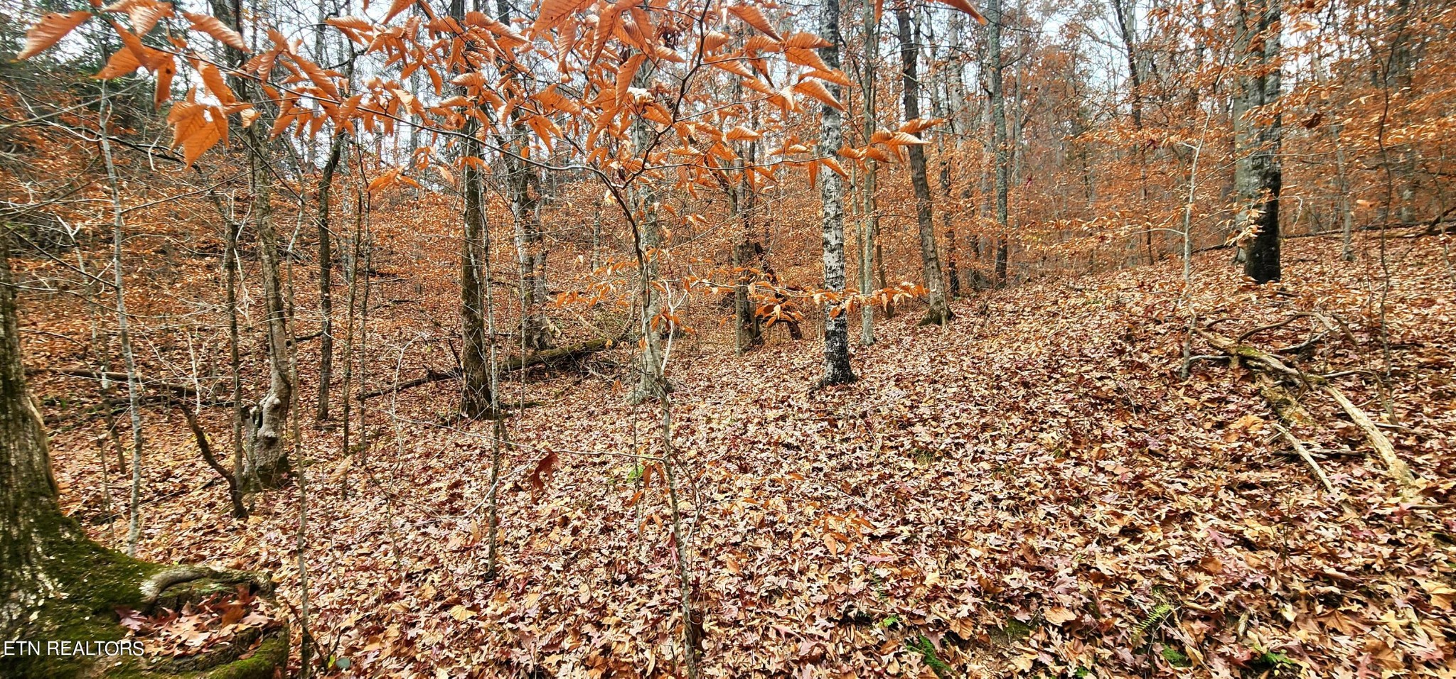 0 Bull Run Road Luttrell, TN 37779 - Photo 14 of 22 Gallery Image 14