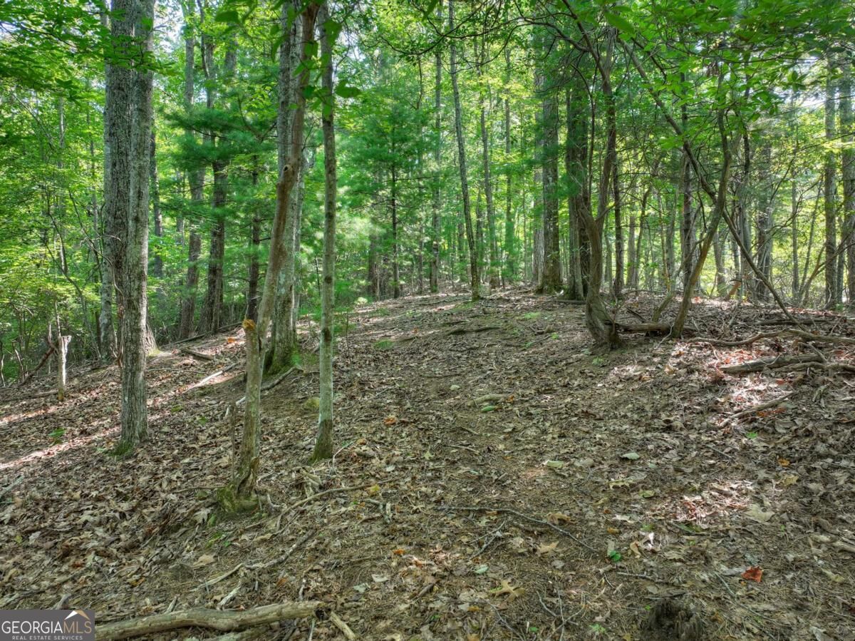 3.6-ac Prince Mountain Road Cherry Log, GA 30522 - Photo 20 of 22 Gallery Image 20