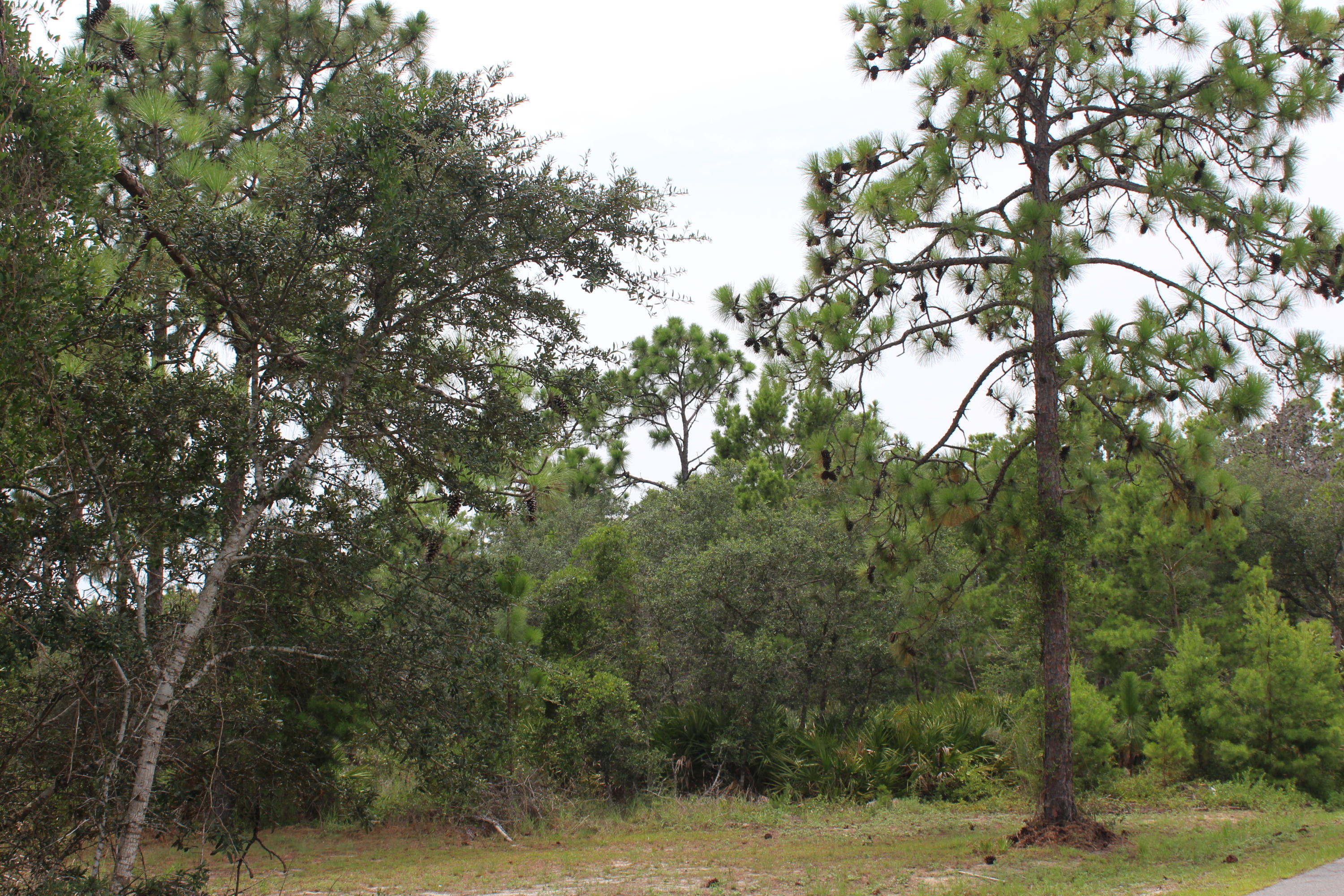 22 Bambi Place Santa Rosa Beach, FL 32459 - Photo 4 of 8 Lot 21 & 22_ Bambi (4)
