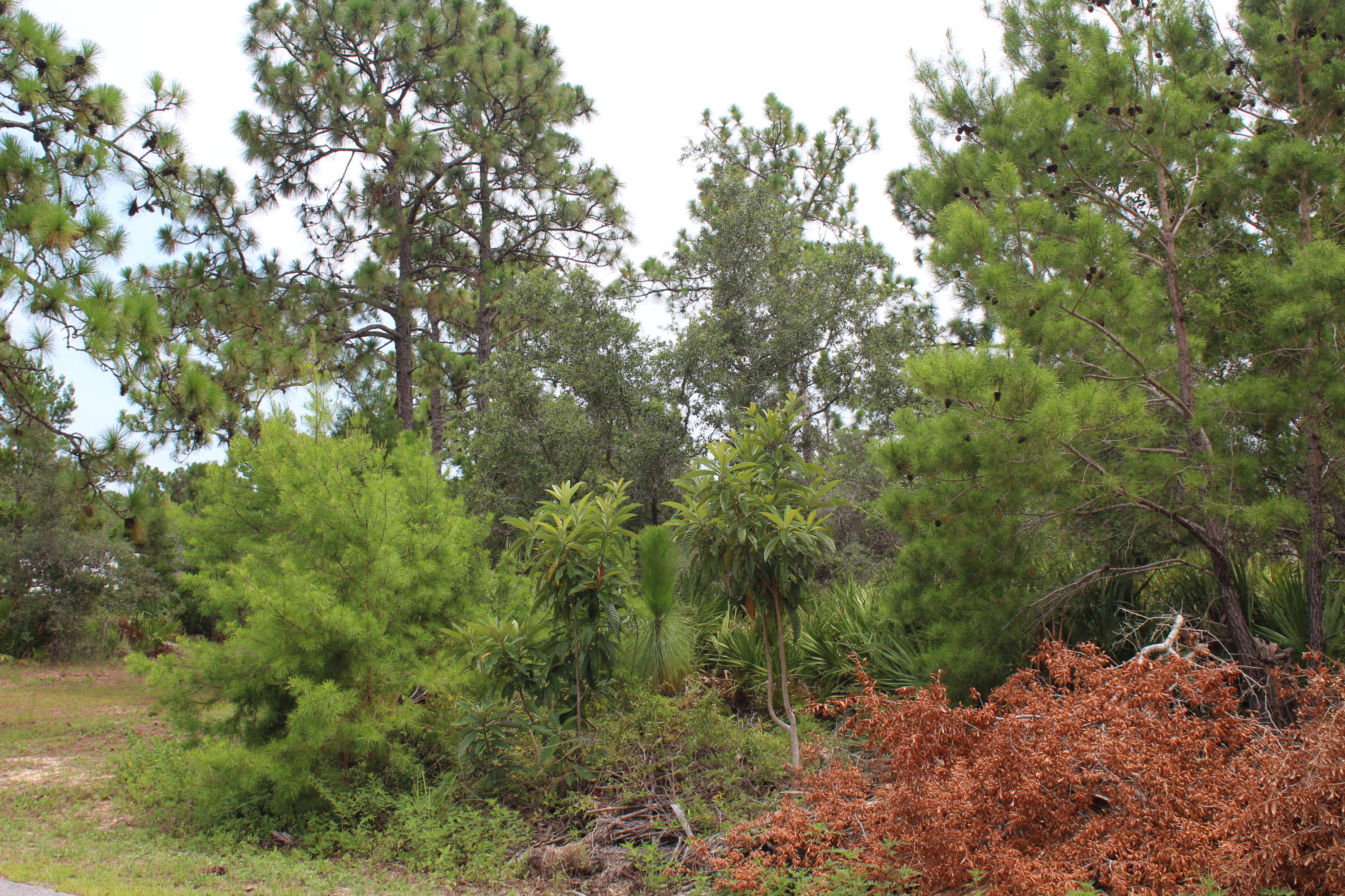 22 Bambi Place Santa Rosa Beach, FL 32459 - Photo 5 of 8 Lot 21 & 22_ Bambi (2)