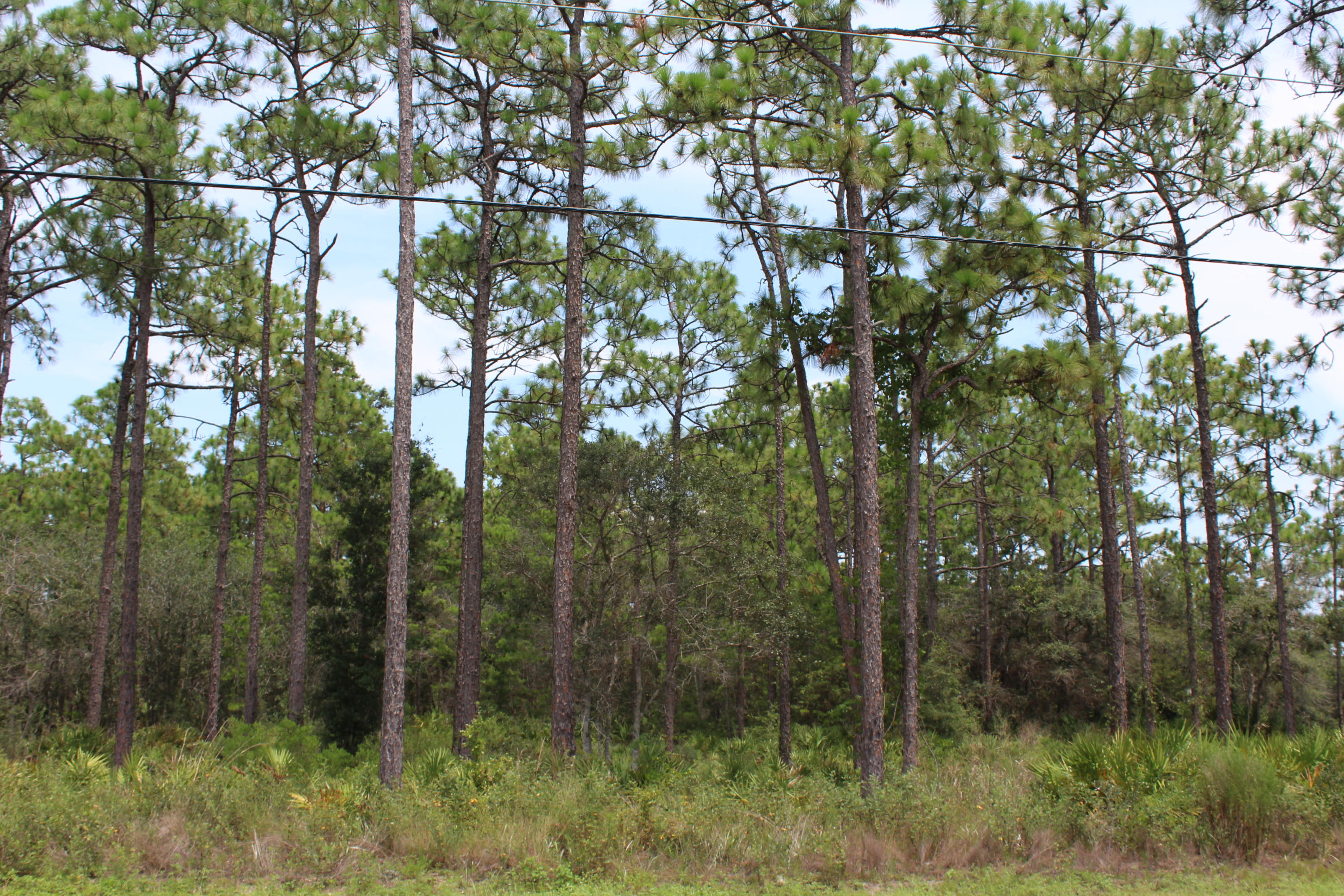 22 Bambi Place Santa Rosa Beach, FL 32459 - Photo 7 of 8 Lot 21 & 22_ Bambi (7)