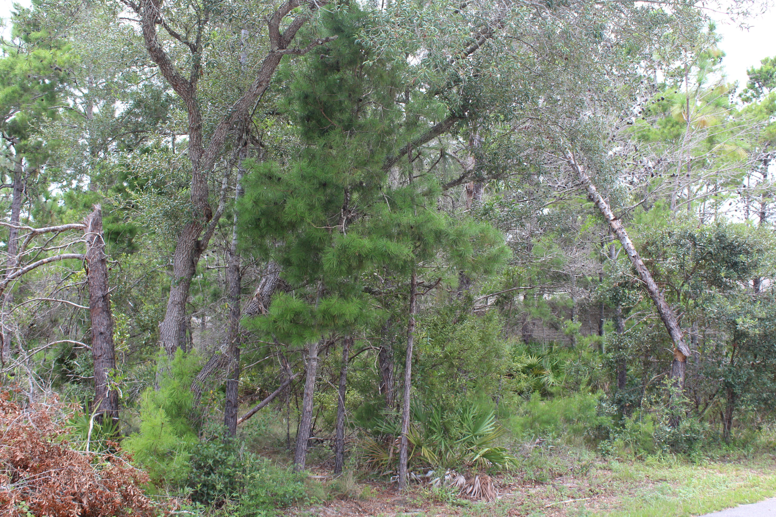 22 Bambi Place Santa Rosa Beach, FL 32459 - Photo 8 of 8 Lot 21 & 22_ Bambi (1)