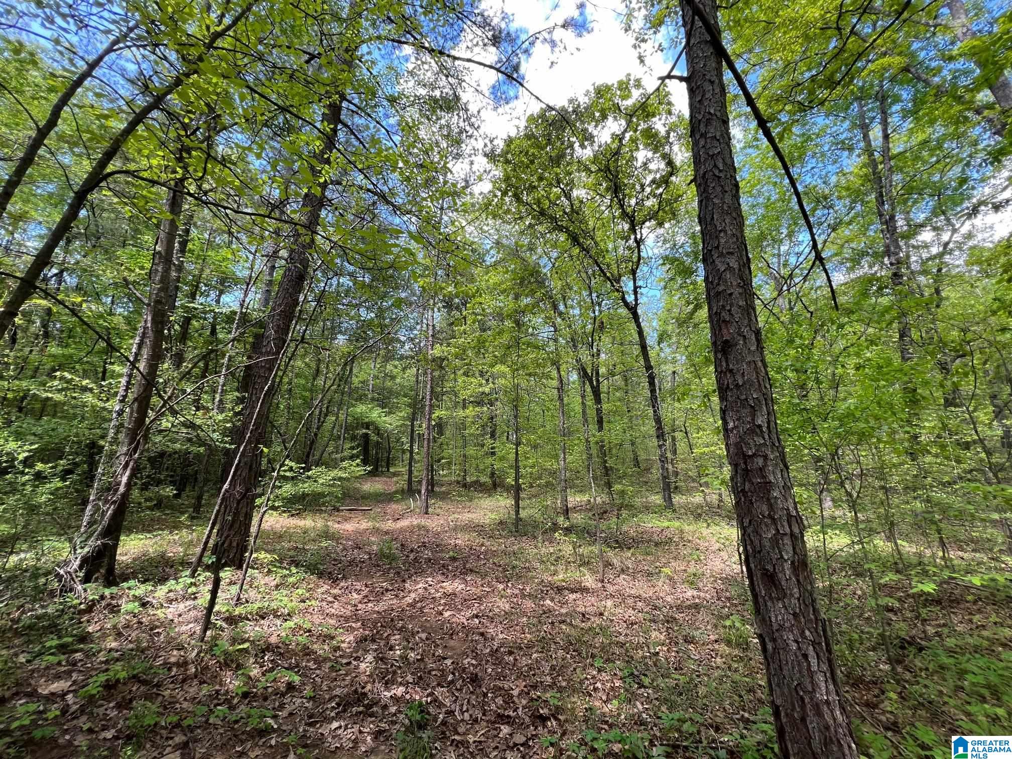 Blue Ridge Drive, Unit 1 Talladega, AL 35160 - Photo 3 of 16