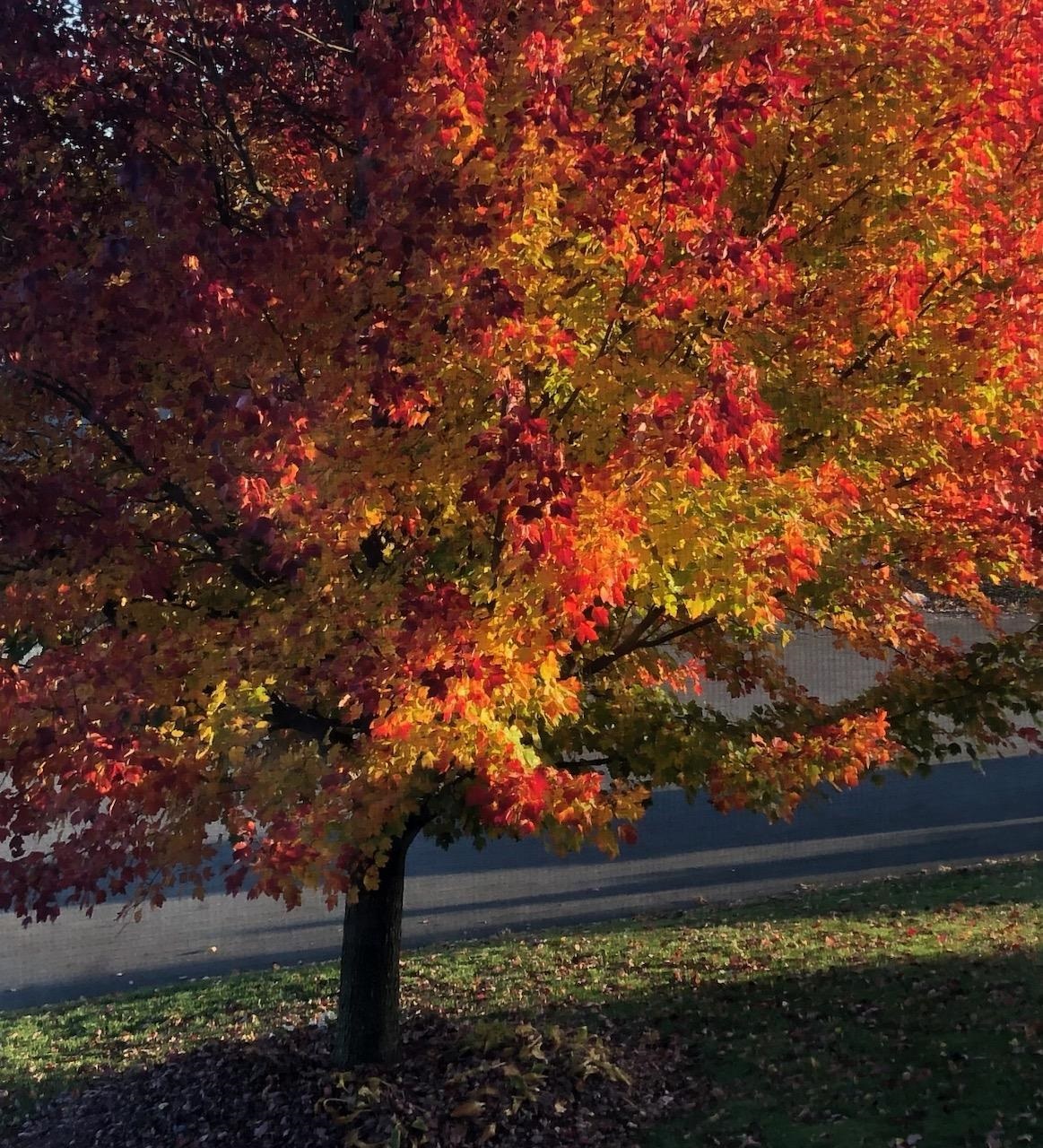 19 Carmine Road Nashua, NH 03063 - Photo 28 of 40