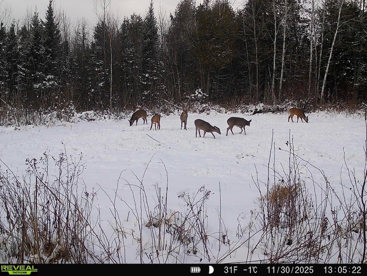 0 County Highway J Deerbrook, WI 54424 - Photo 77 of 78