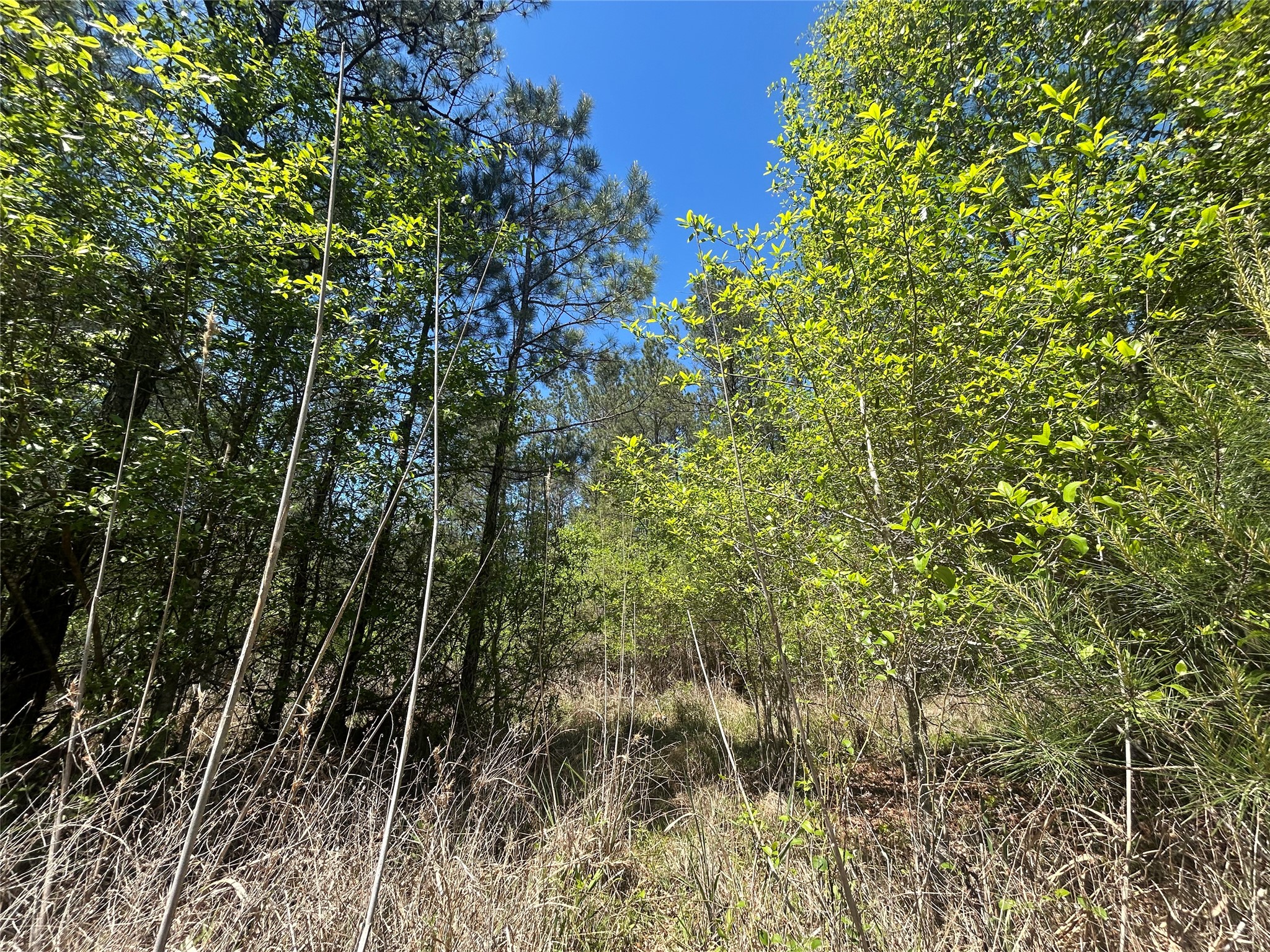 Lot 39 Carter Ranch Road Kountze, TX 77625 - Photo 8 of 13 a view of a tree