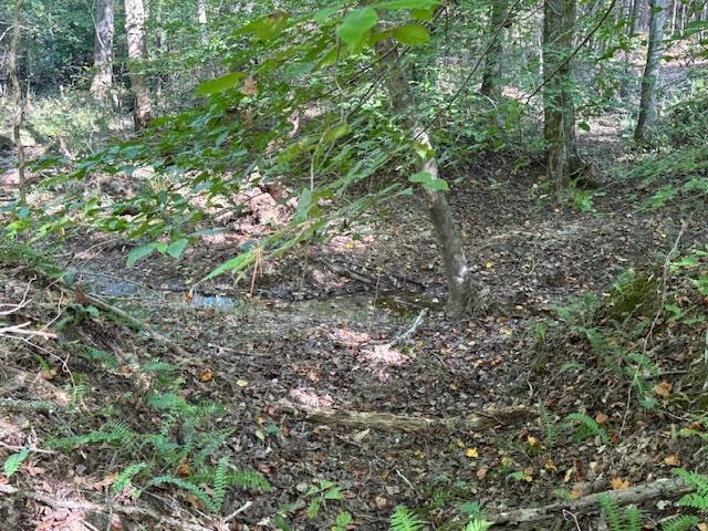 Walnut Grove Road Bolivar, TN 38008 - Photo 11 of 20 a view of a forest with plants and trees