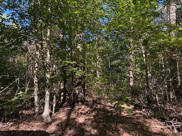 Walnut Grove Road Bolivar, TN 38008 - Photo 12 of 20 a view of a tree