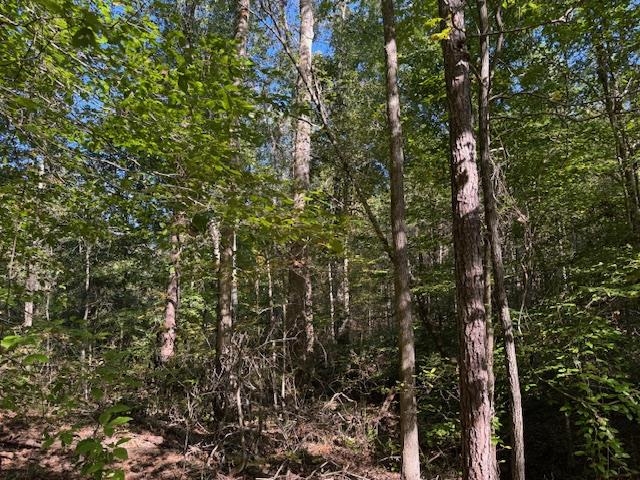 Walnut Grove Road Bolivar, TN 38008 - Photo 13 of 20 a view of a tree