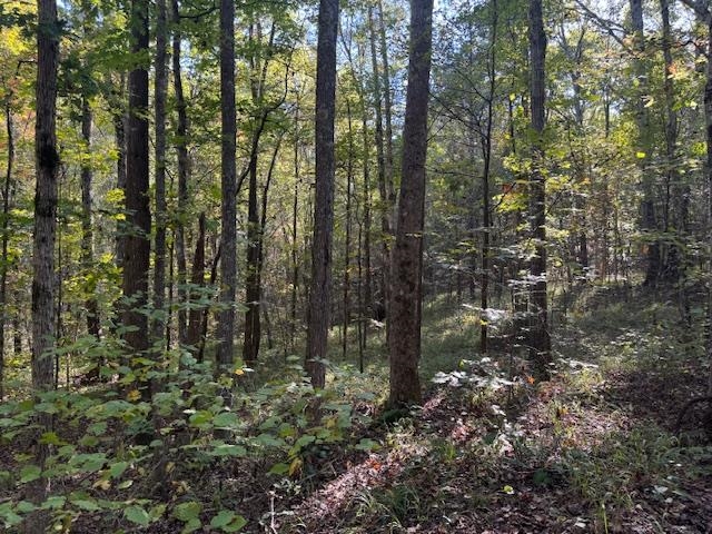 Walnut Grove Road Bolivar, TN 38008 - Photo 14 of 20 a view of forest
