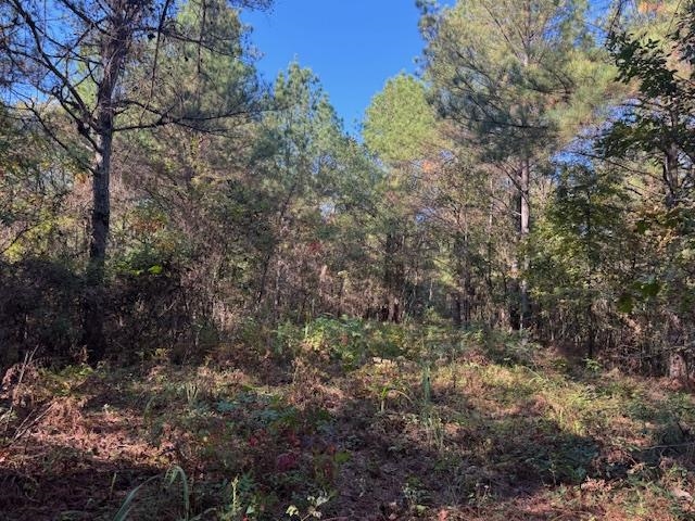 Walnut Grove Road Bolivar, TN 38008 - Photo 19 of 20 a view of a forest with lots of trees