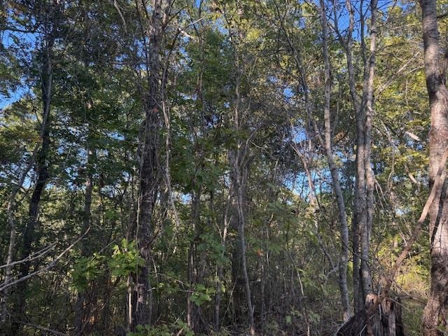 Walnut Grove Road Bolivar, TN 38008 - Photo 20 of 20 a view of a tree in a forest