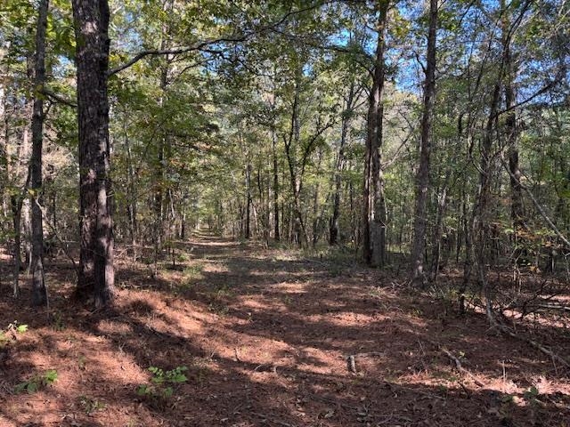 Walnut Grove Road Bolivar, TN 38008 - Photo 9 of 20 a view of a forest with trees
