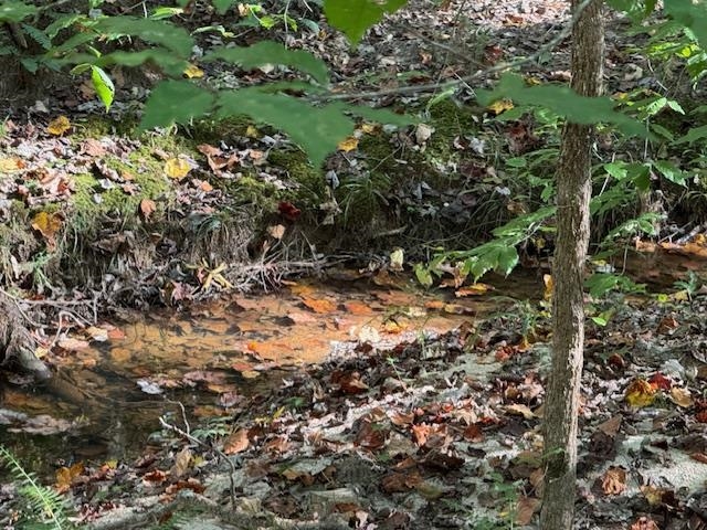 Walnut Grove Road Bolivar, TN 38008 - Photo 10 of 20 a view of a tree in a forest