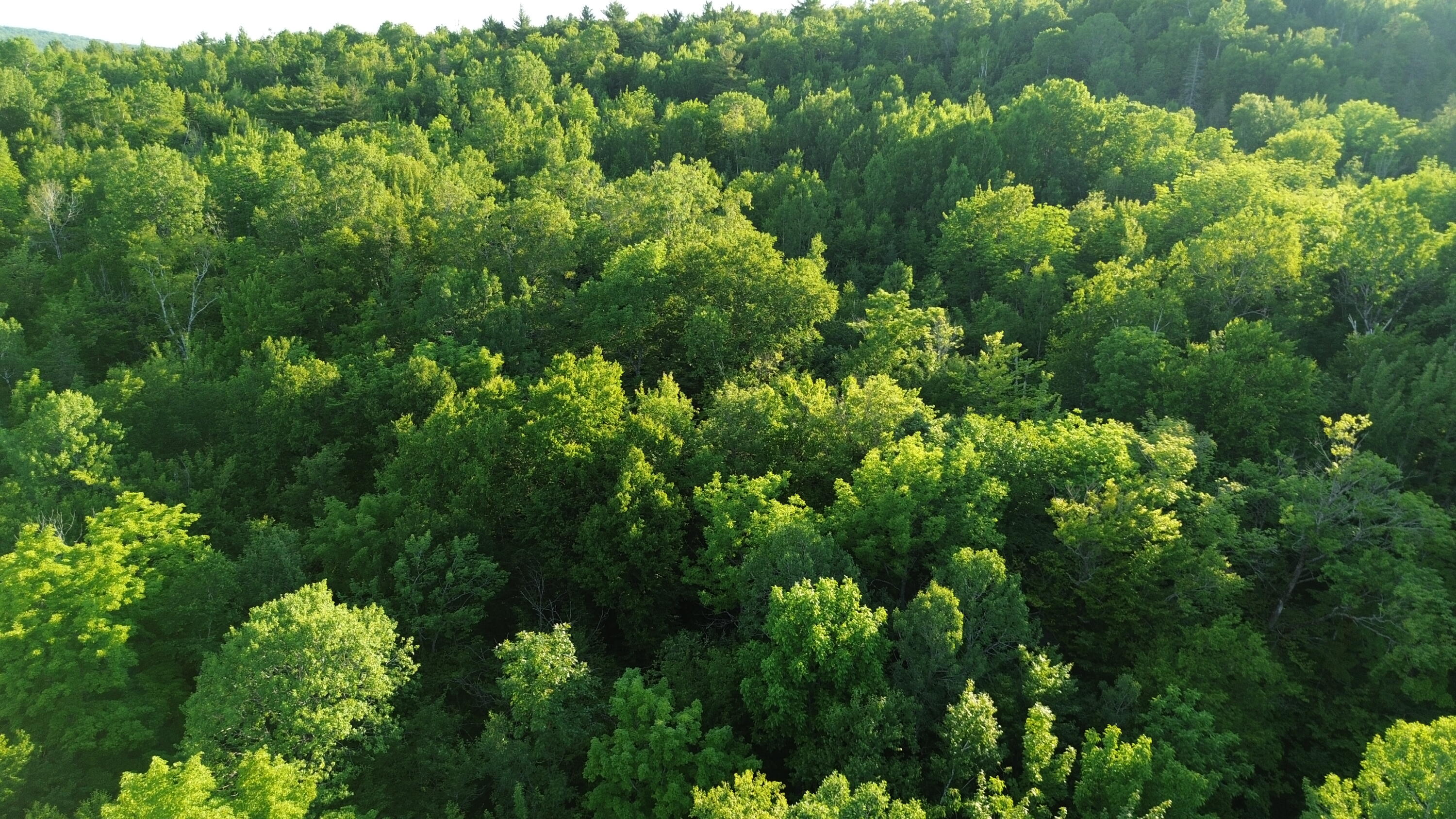 24a Anson Valley Road New Vineyard, ME 04956 - Photo 83 of 93 DJI_0097