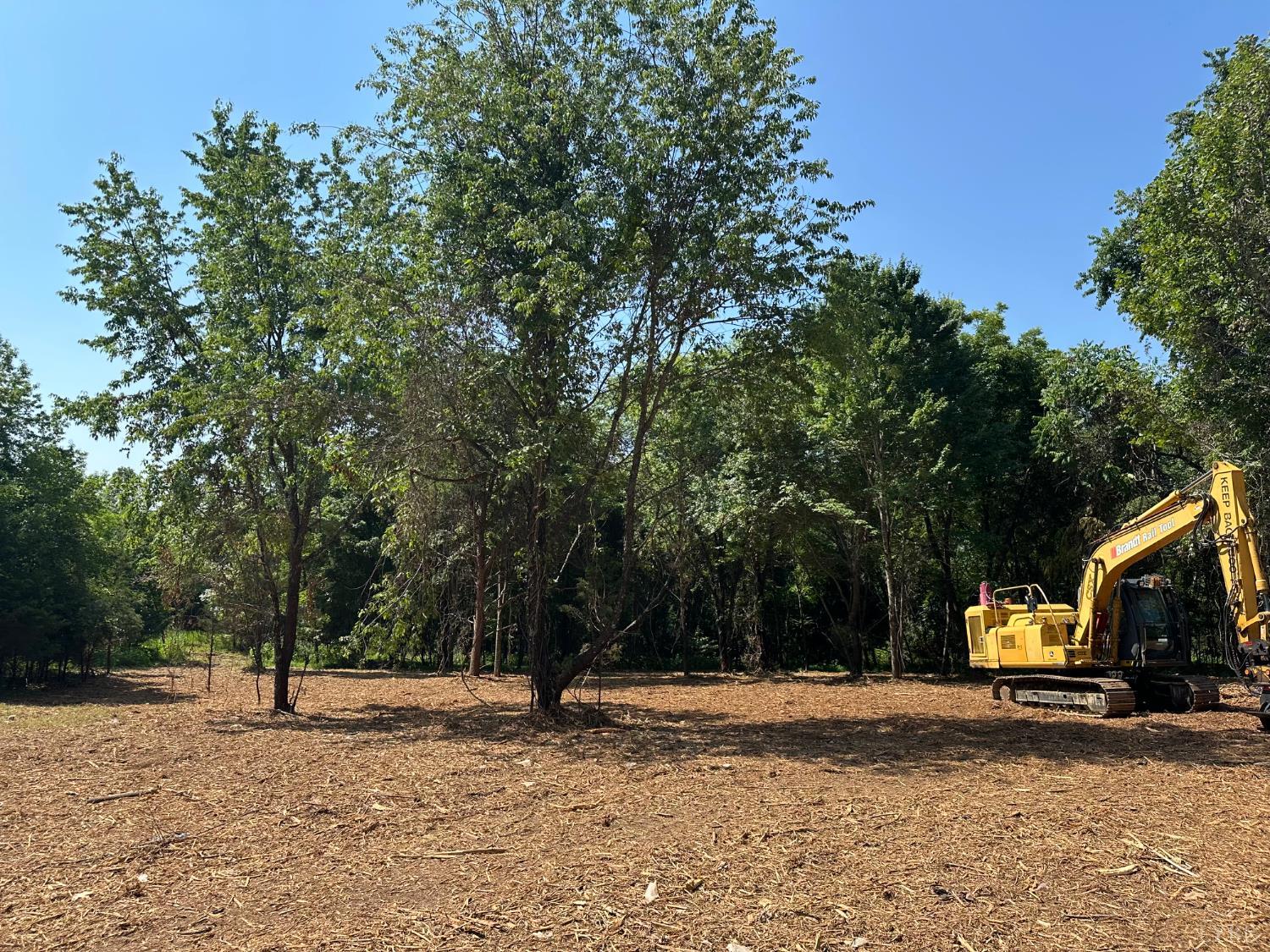 a view of a park with a tree