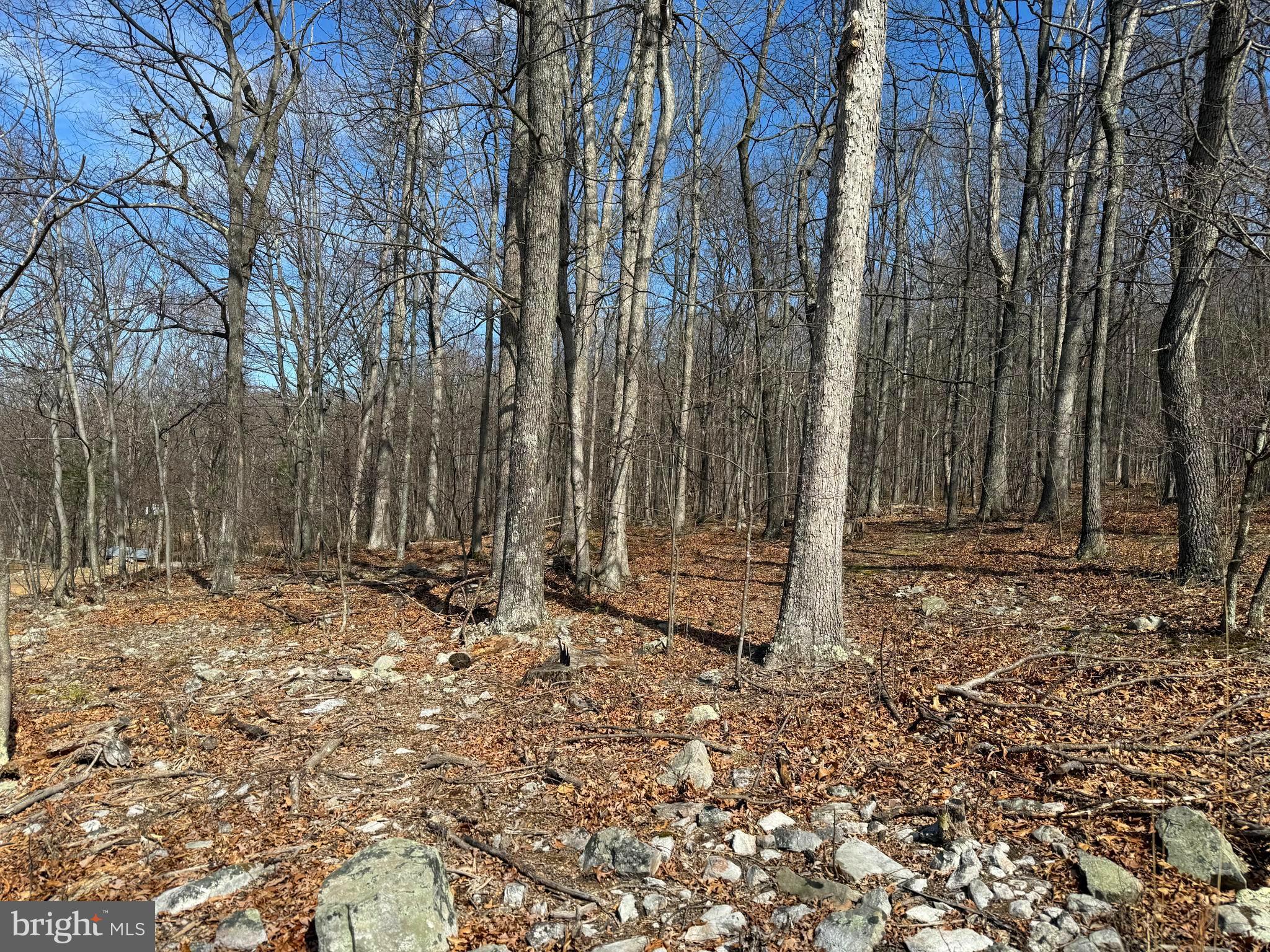 Lot 65 High Mountain View Road Romney, WV 26757 - Photo 3 of 4 a view of a backyard with large trees