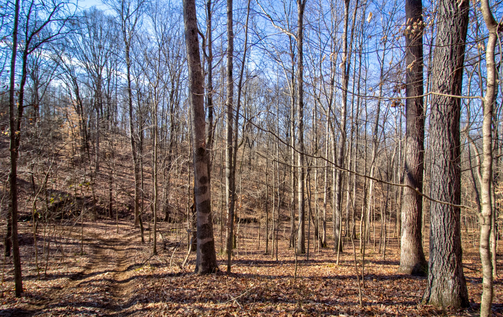 741 Balthrop Road Chapmansboro, TN 37035 - Photo 42 of 42 Gallery Image 42