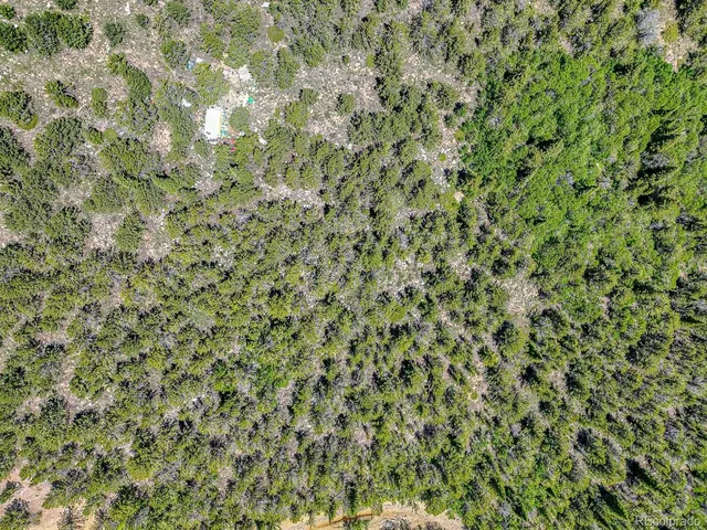 a close up of a plant