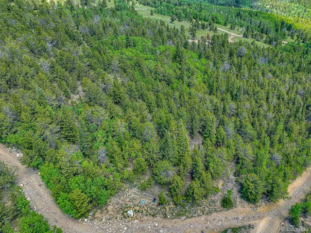 a view of a tree with a plant