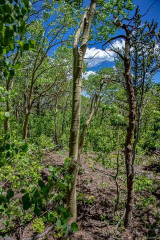 a view of a garden with plants