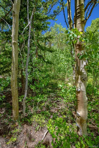 a view of a lush green forest