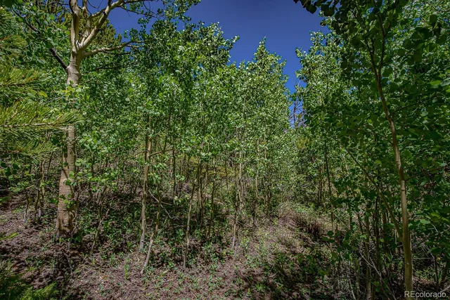 a view of a forest with a tree