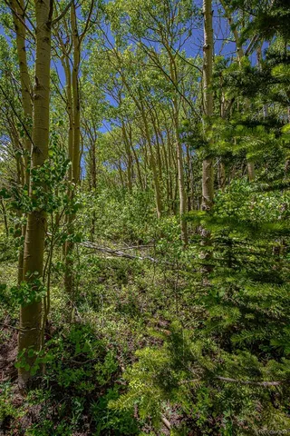a view of a forest with a tree