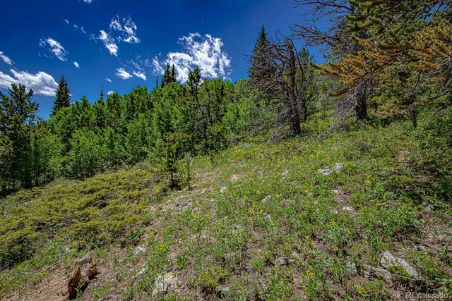 a view of a lush green forest with large trees