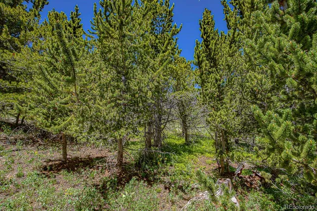 a view of a tree with lots of trees