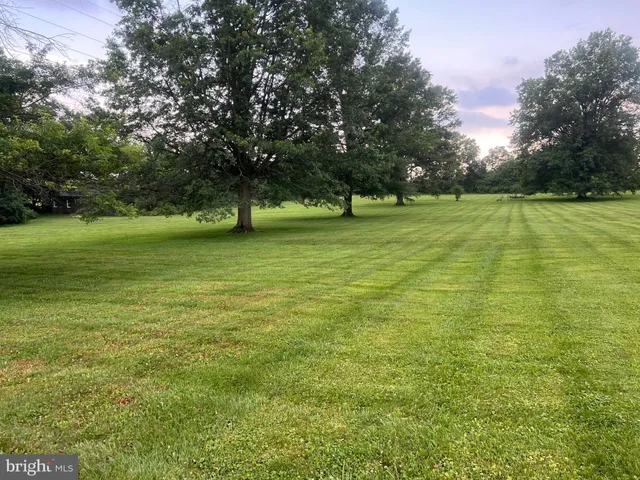 a view of a trees in a yard