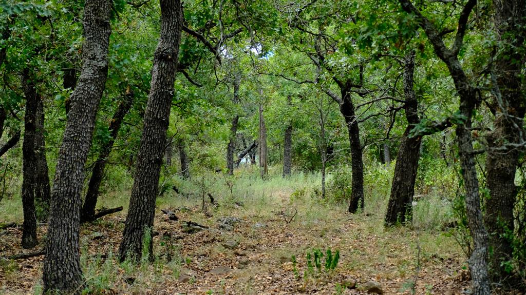1922 Loving Road Jermyn, TX 76459 - Photo 9 of 33 a view of a forest