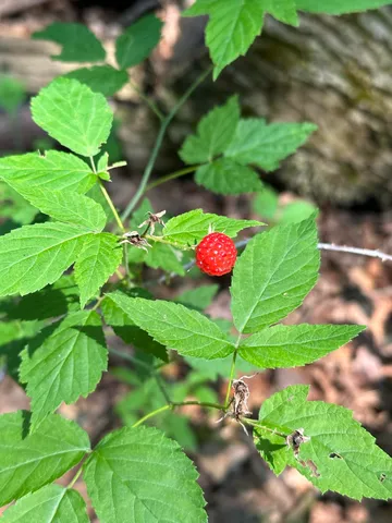 $259,900 | 1270 Melendy Hill Road, Guilford, VT 05301