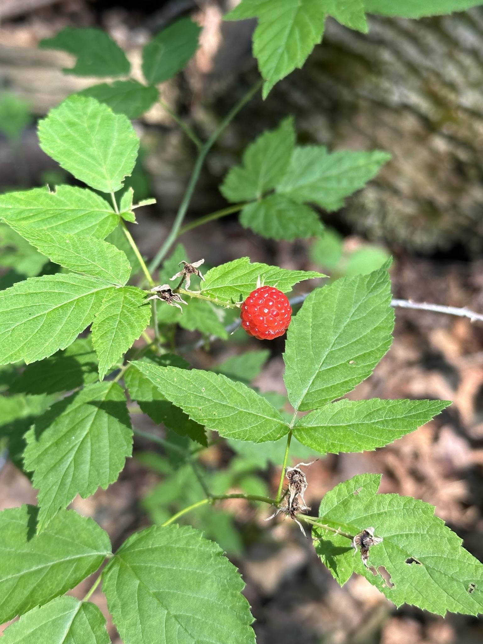 1270 Melendy Hill Road Guilford, VT 05301 - Photo 9 of 16