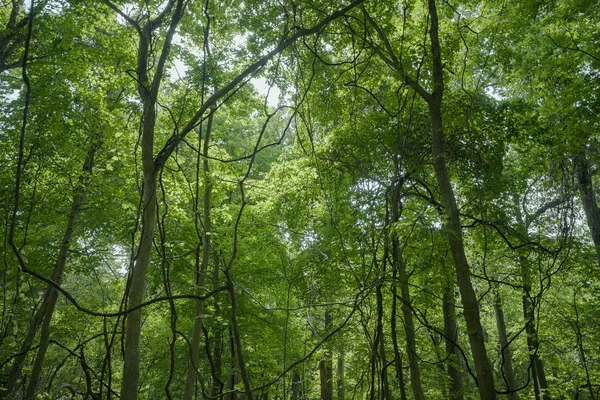 $80,000 | 4820 Kopper Pond Road, Hanover, IL 61041