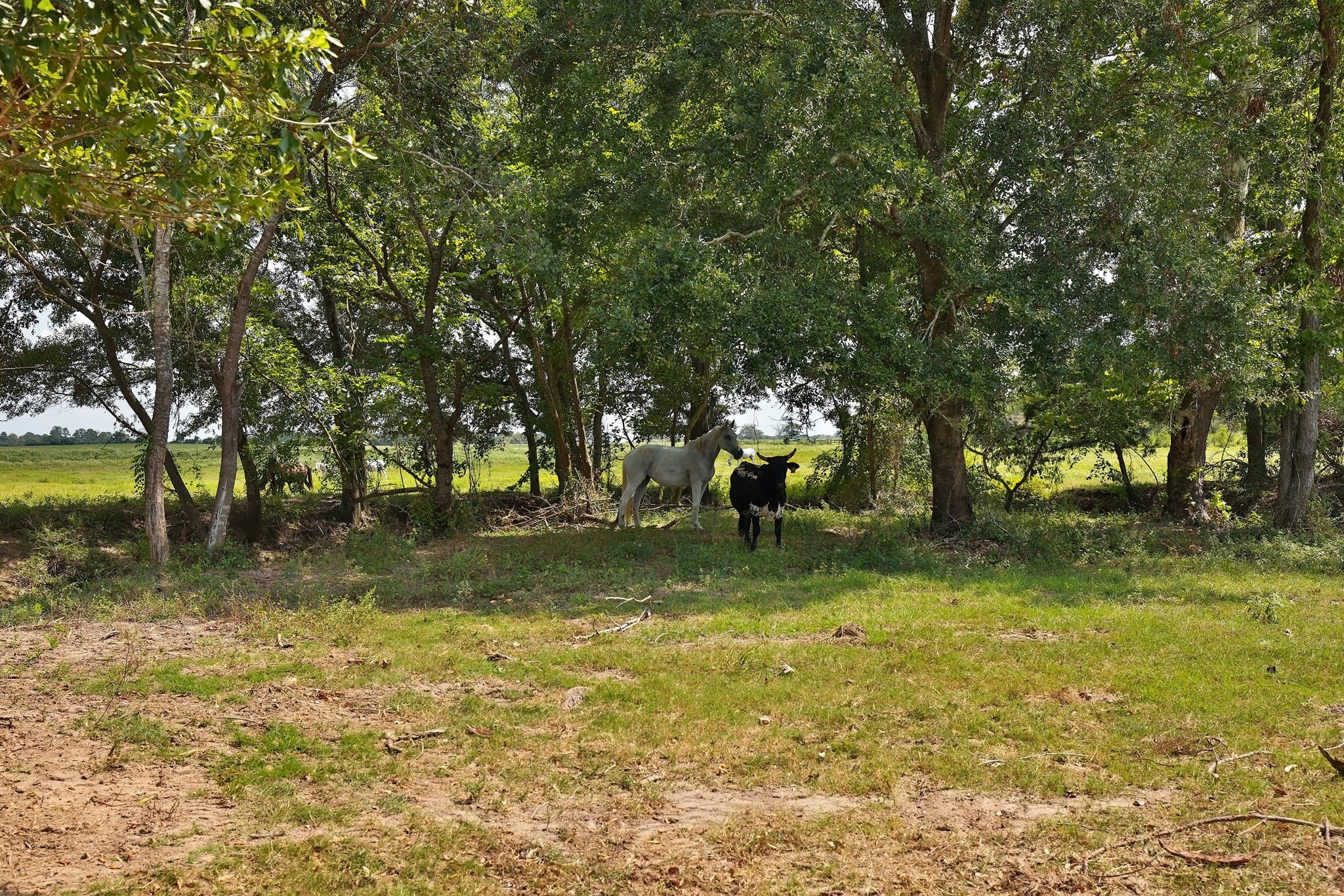 24783 Nine Bar Road Hempstead, TX 77445 - Photo 20 of 42 a view of swimming pool with a yard