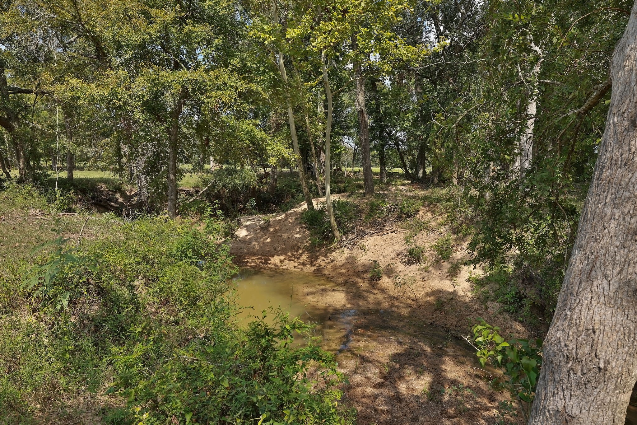 24783 Nine Bar Road Hempstead, TX 77445 - Photo 21 of 42 a view of a forest with a trees