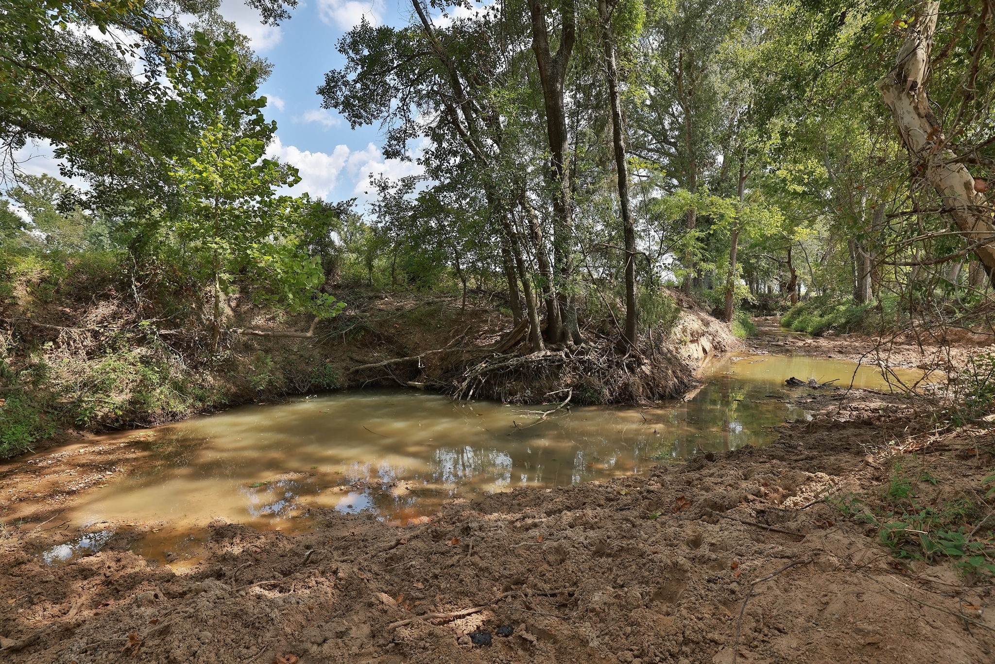 24783 Nine Bar Road Hempstead, TX 77445 - Photo 23 of 42 a view of a yard with plants and trees