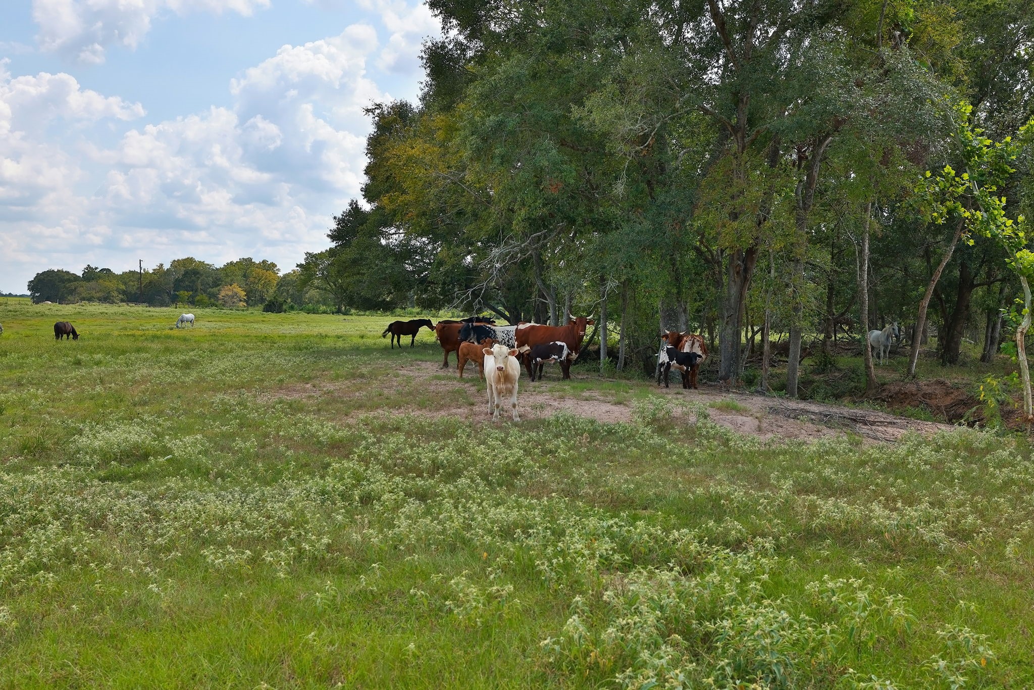 24783 Nine Bar Road Hempstead, TX 77445 - Photo 25 of 42 a view of a park with large trees