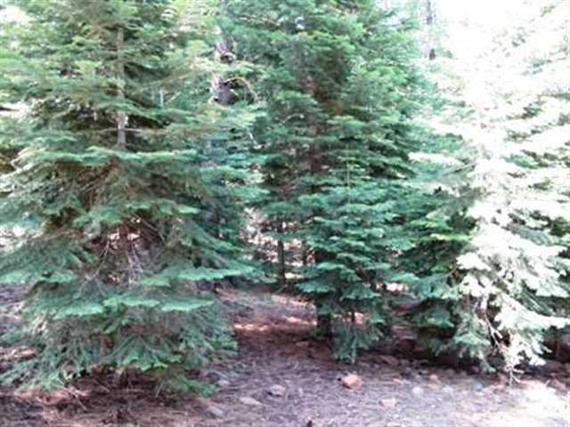 1013 Martis Landing Truckee, CA 96161 - Photo 9 of 10 a view of a forest with a tree