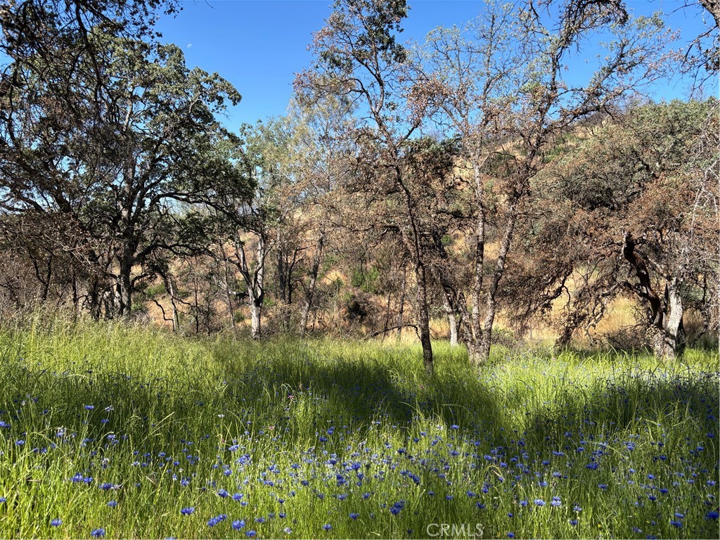 5358 Mariposa Heights Road Mariposa, CA 95338 - Photo 4 of 10 Lovely wildflowers on this lot.