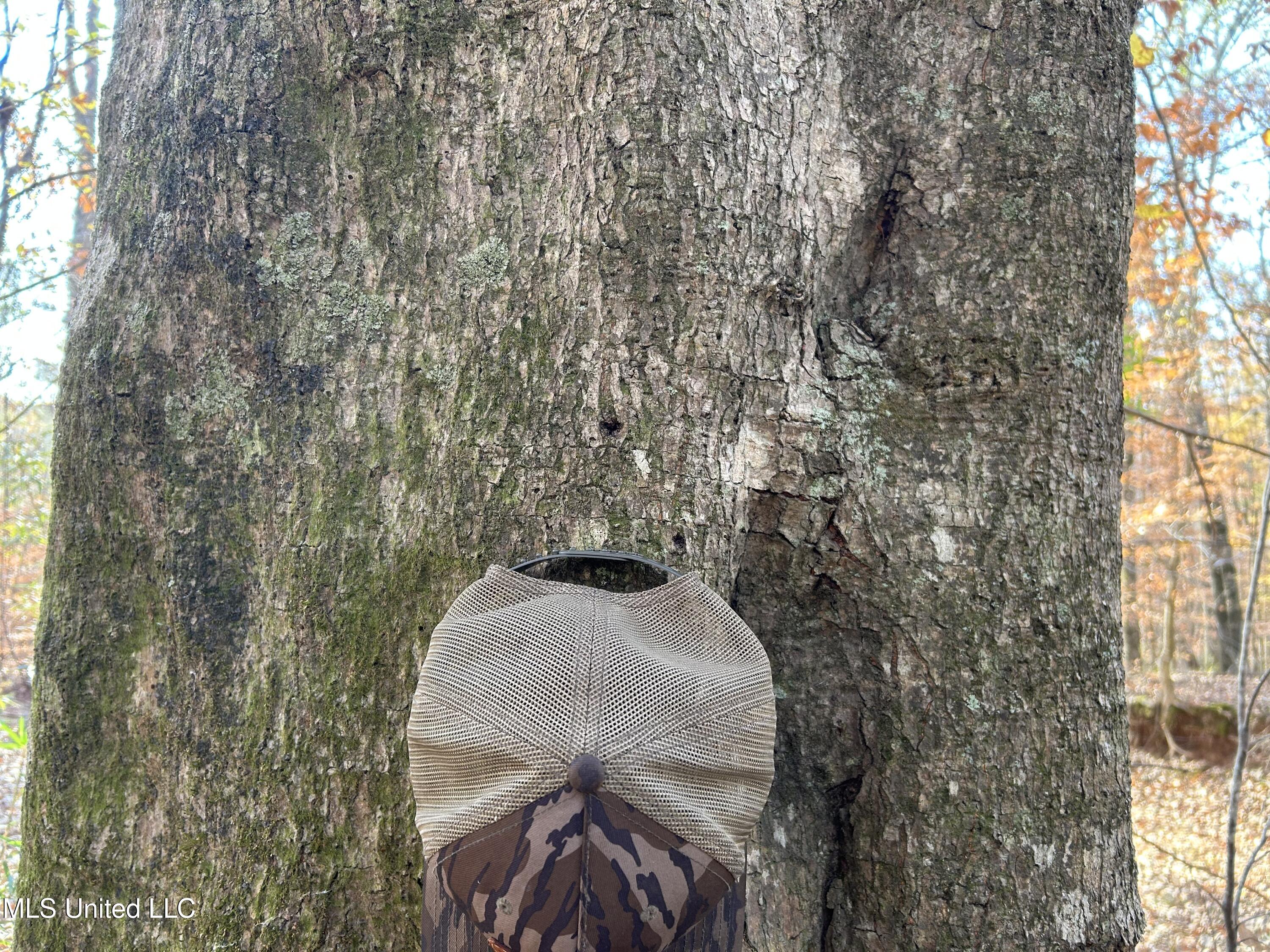 Henderson Road Bentonia, MS 39040 - Photo 14 of 56 Photo Dec 12 2025, 9 25 05 AM