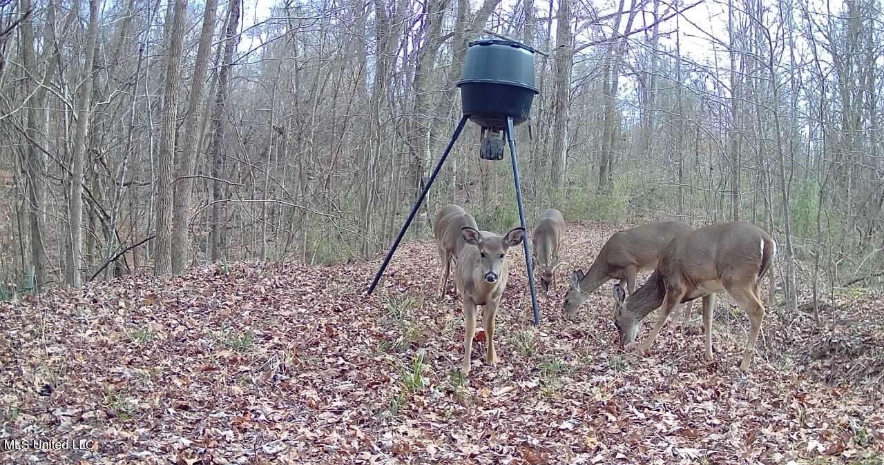 Henderson Road Bentonia, MS 39040 - Photo 38 of 56 016579000313937-100-3-02142025143004-SYF