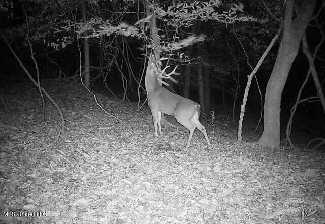Henderson Road Bentonia, MS 39040 - Photo 42 of 56 864049056372180-100-3-12162025171824-W10