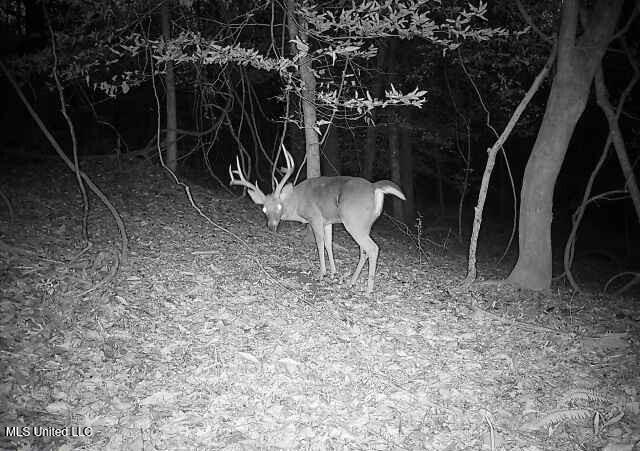 Henderson Road Bentonia, MS 39040 - Photo 43 of 56 864049056372180-100-3-12162025171842-W10
