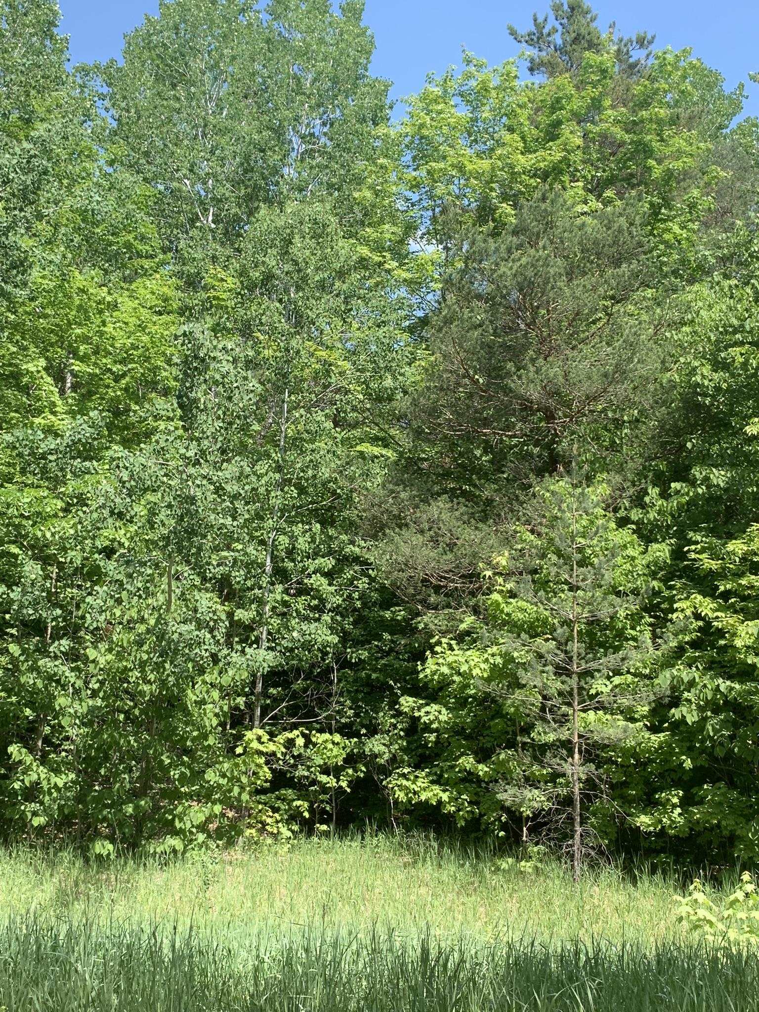 2 C Simpson Road Mancelona, MI 49659 - Photo 12 of 16 Gallery Image 12