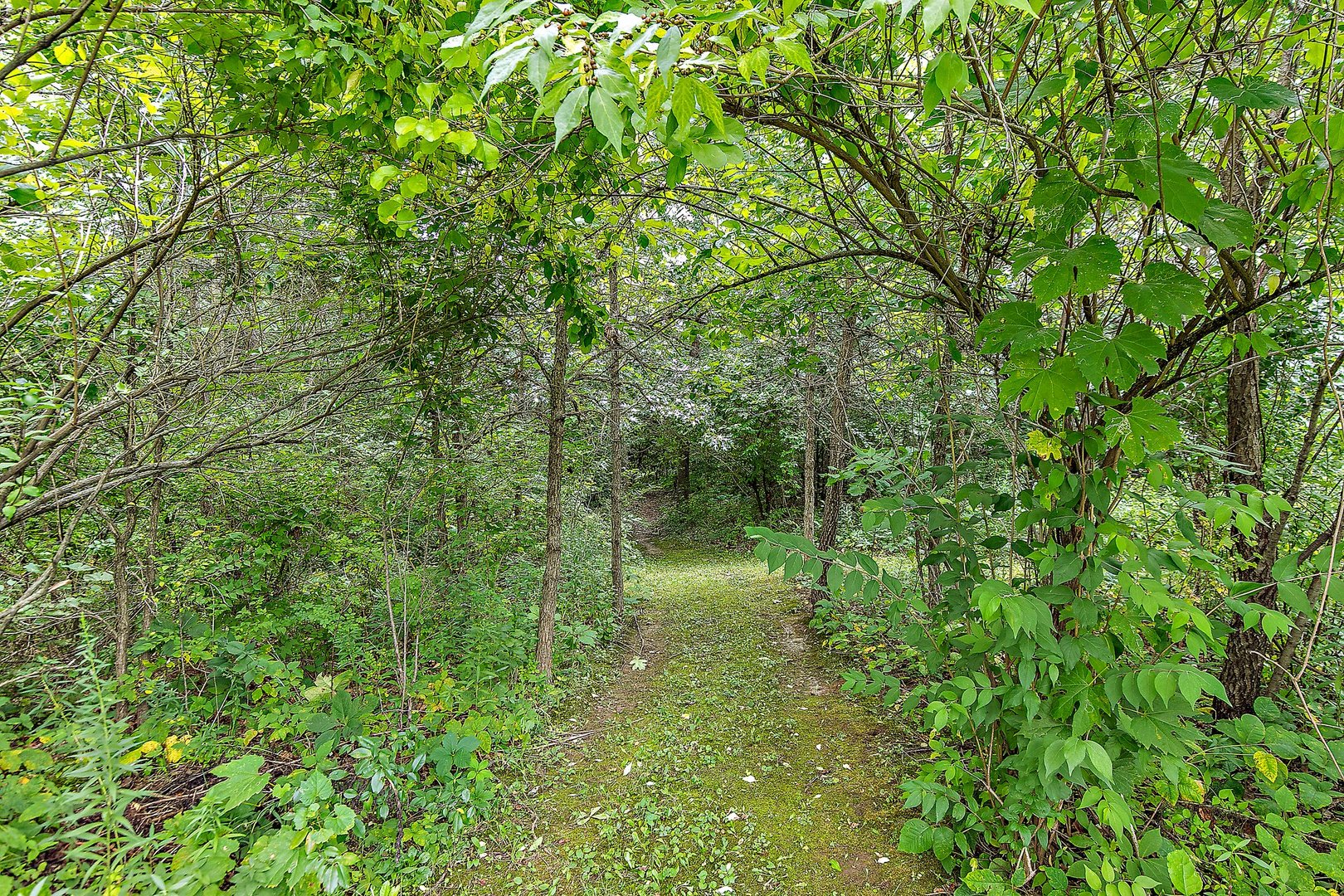 345 Shadow Hill Drive Elgin, IL 60124 - Photo 34 of 35 a view of a lush green forest next to a tree