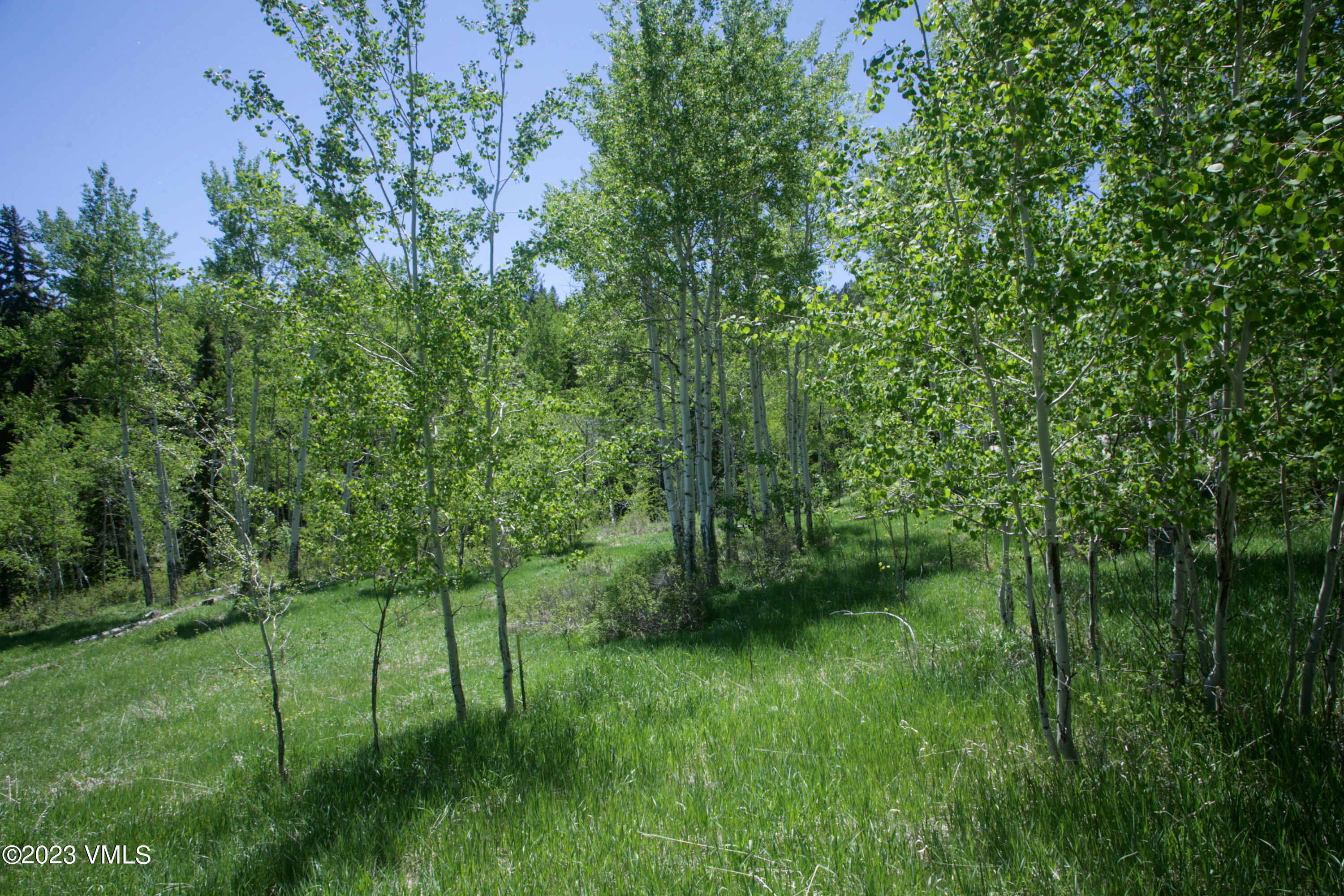 922 Red Draw Edwards, CO 81632 - Photo 5 of 14 a view of a lush green forest