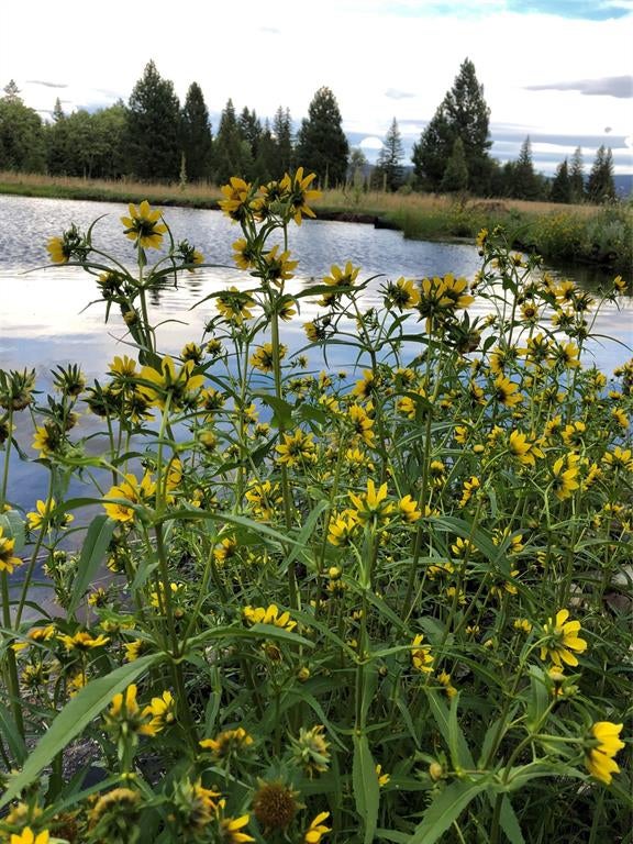 2532 Valley View Road Lincoln, MT 59639 - Photo 36 of 38 Gallery Image 36